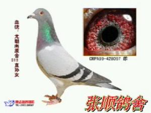 ����Ŵ�