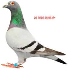 ����Ŵ�