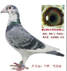 ����Ŵ�