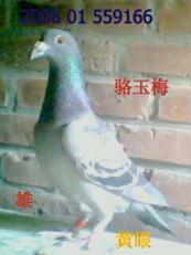 ����Ŵ�