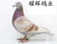 ����Ŵ�