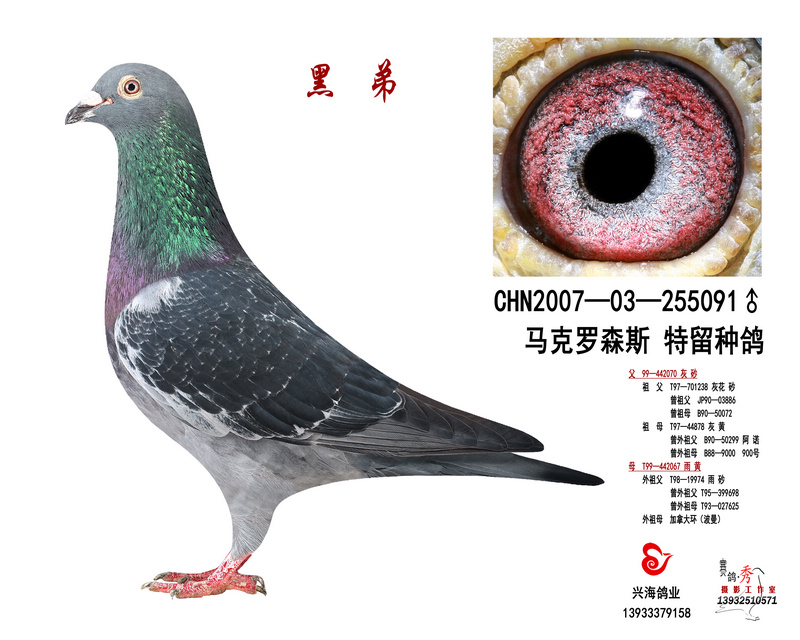 马克罗森斯大本营
