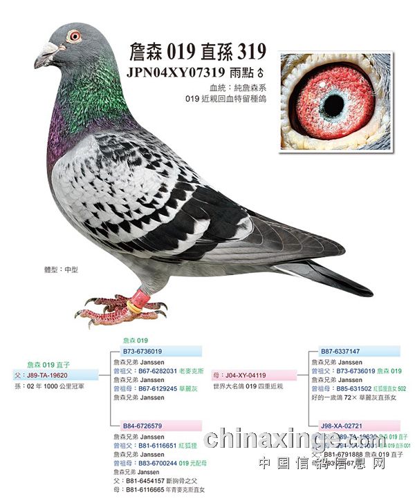 刘沛军鸽舍