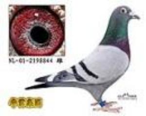 ����Ŵ�