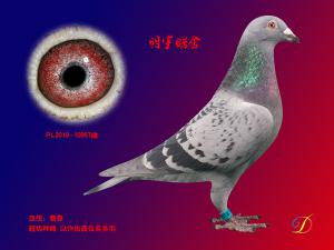 ����Ŵ�