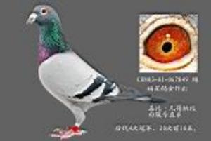 ����Ŵ�