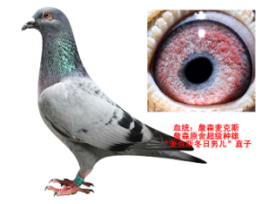 ����Ŵ�