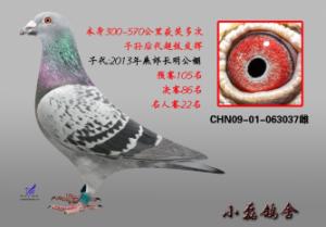 ����Ŵ�
