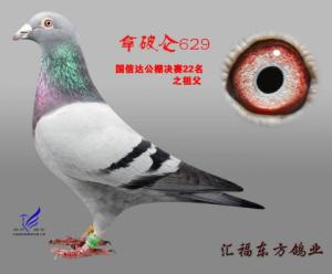 ����Ŵ�