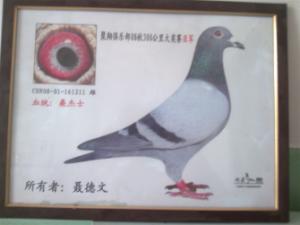 ����Ŵ�
