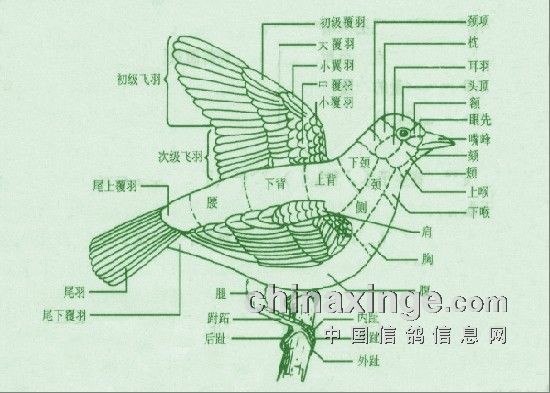 鸽子解析-塔山白氏鸽舍-中信网各地鸽舍
