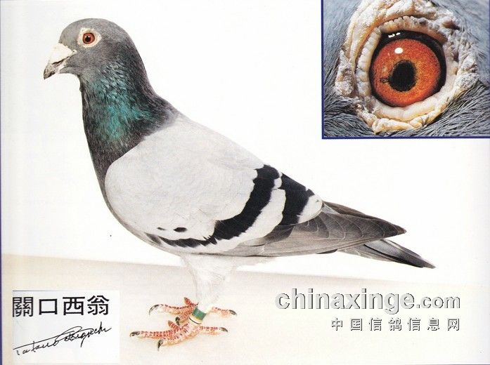 日本赛鸽名家种鸽图片图片