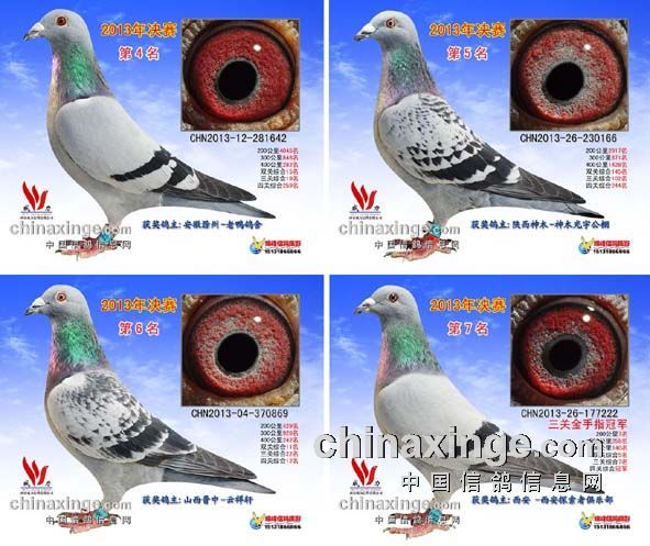 胡刚:威力第一梯队王鸽的鉴赏-先锋队鸽舍-中信网各地鸽舍