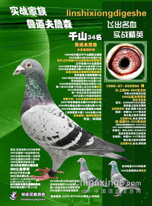 鲁道夫詹森种鸽欣赏