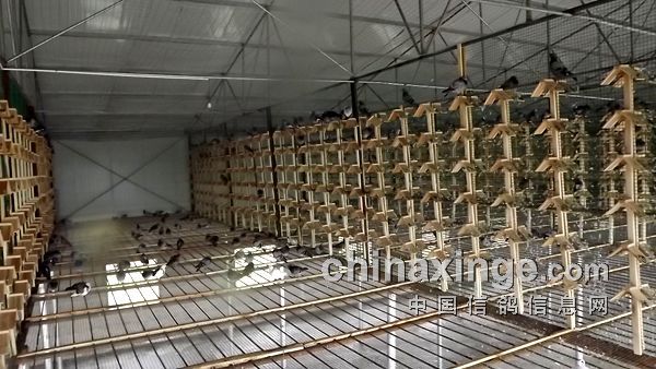 访面向工薪阶层的公棚:重庆三峡赛鸽中心
