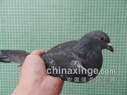 中国阿翁鸽系图片