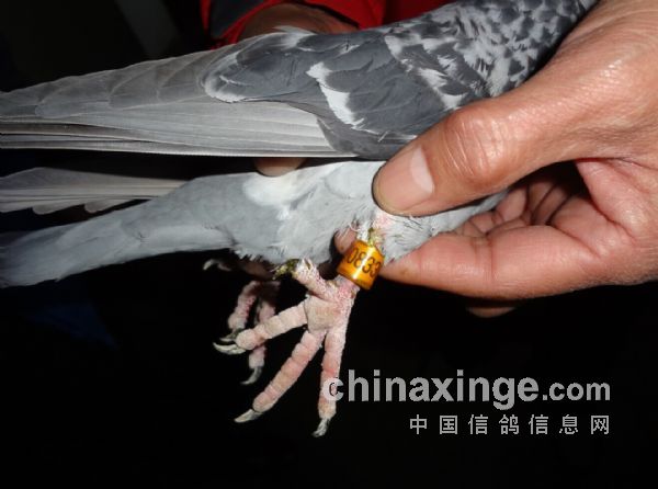 赛鸽于第二天早上8点在武汉安山开笼放飞,天气晴,司放地经度114°16'