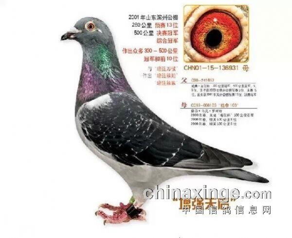 天津稳拿鸽业种鸽照片图片