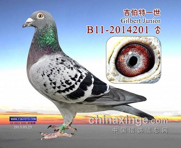 艾力克林伯格比利时