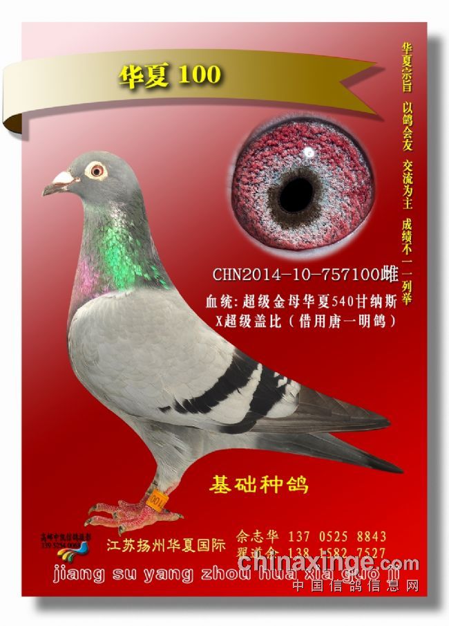 我的铭鸽-扬州华夏国际-中信网各地鸽舍