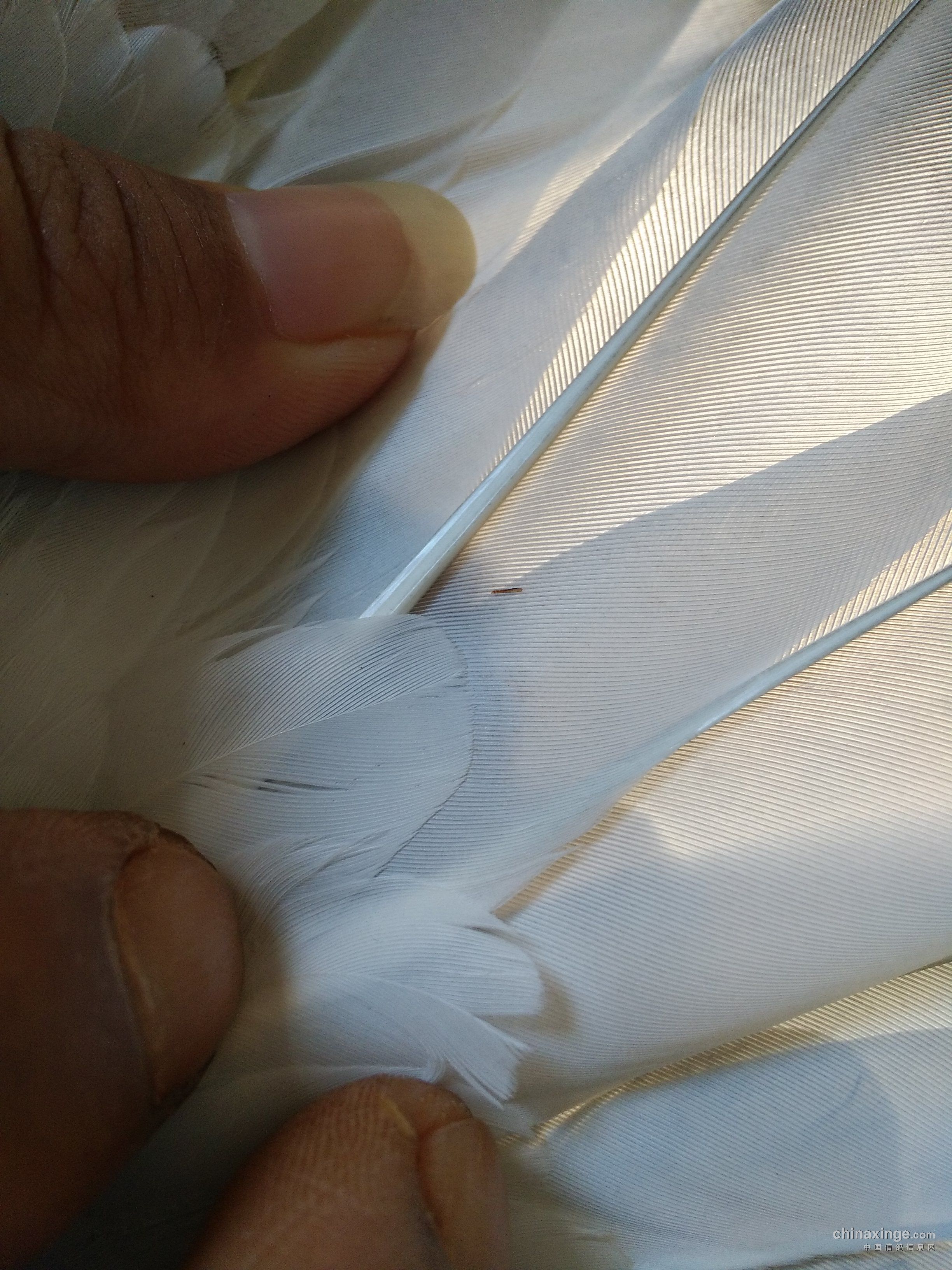 翅膀上有小虫甚是苦恼!