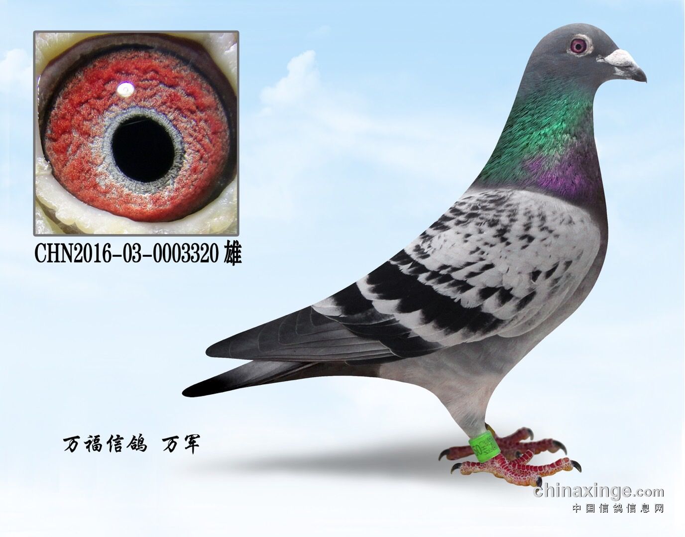 北京大卡普预赛冠军鸽王冠军得主万军种鸽微拍群(图)