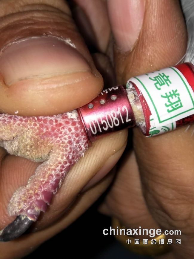 900079 金氏鸽舍 17-60-0150117 雄 雨点 砂 499.