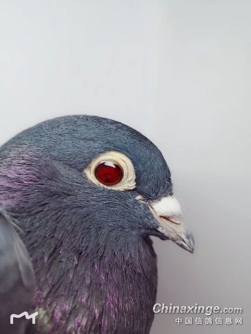 中国蓝鸽纯种图片图片