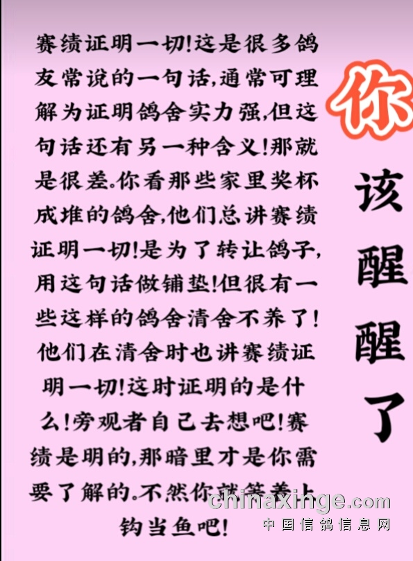 引种者醒醒吧-华夏一品赛鸽文化-中信网各地鸽舍
