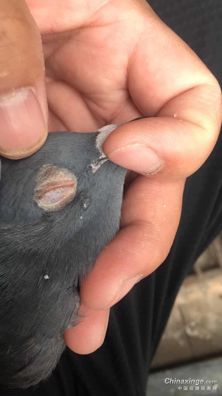 今天早晨发现一只鸽子眼睛睁不开了,眼皮发红,闭眼站立!