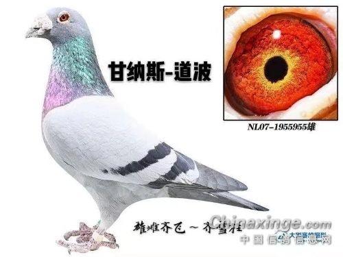 甘纳斯"道波"-飞栎鸽舍王小飞-中信网各地鸽舍