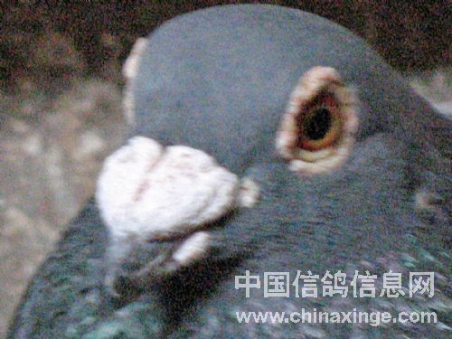 ���ð��Ŵ���ǿ