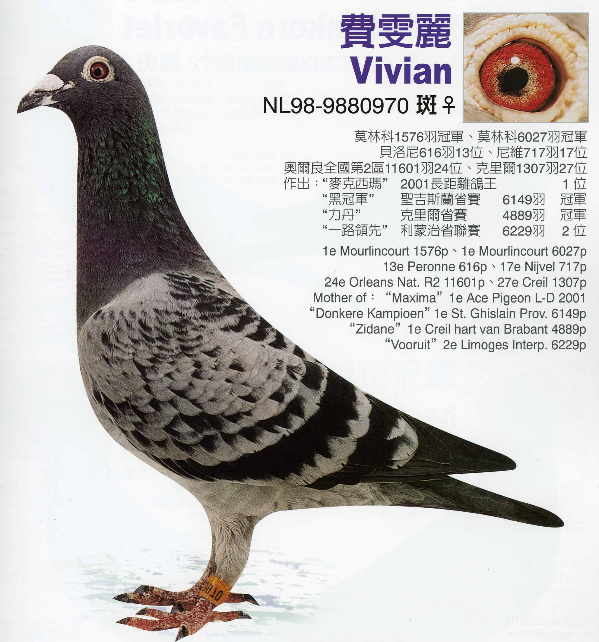 一周鸽声：“最好”的鸽子在河北-信鸽园地-中国信鸽信息网