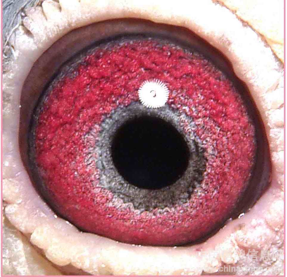 高级种母鸽栉膜图眼底图片
