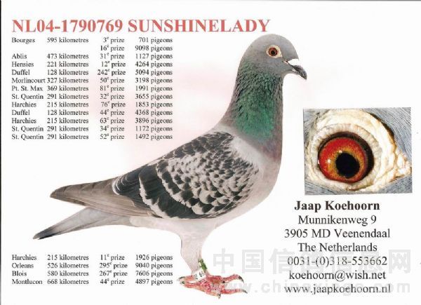 荷兰亚普科霍恩种鸽图图片