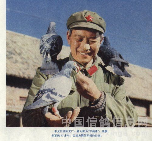 军鸽大王陈文广