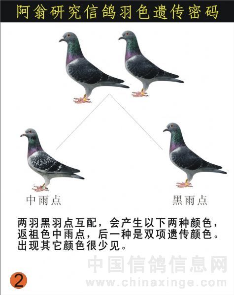 石板鸽子羽色搭配表图图片