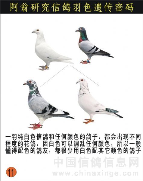 鸽子羽色遗传对照表图片