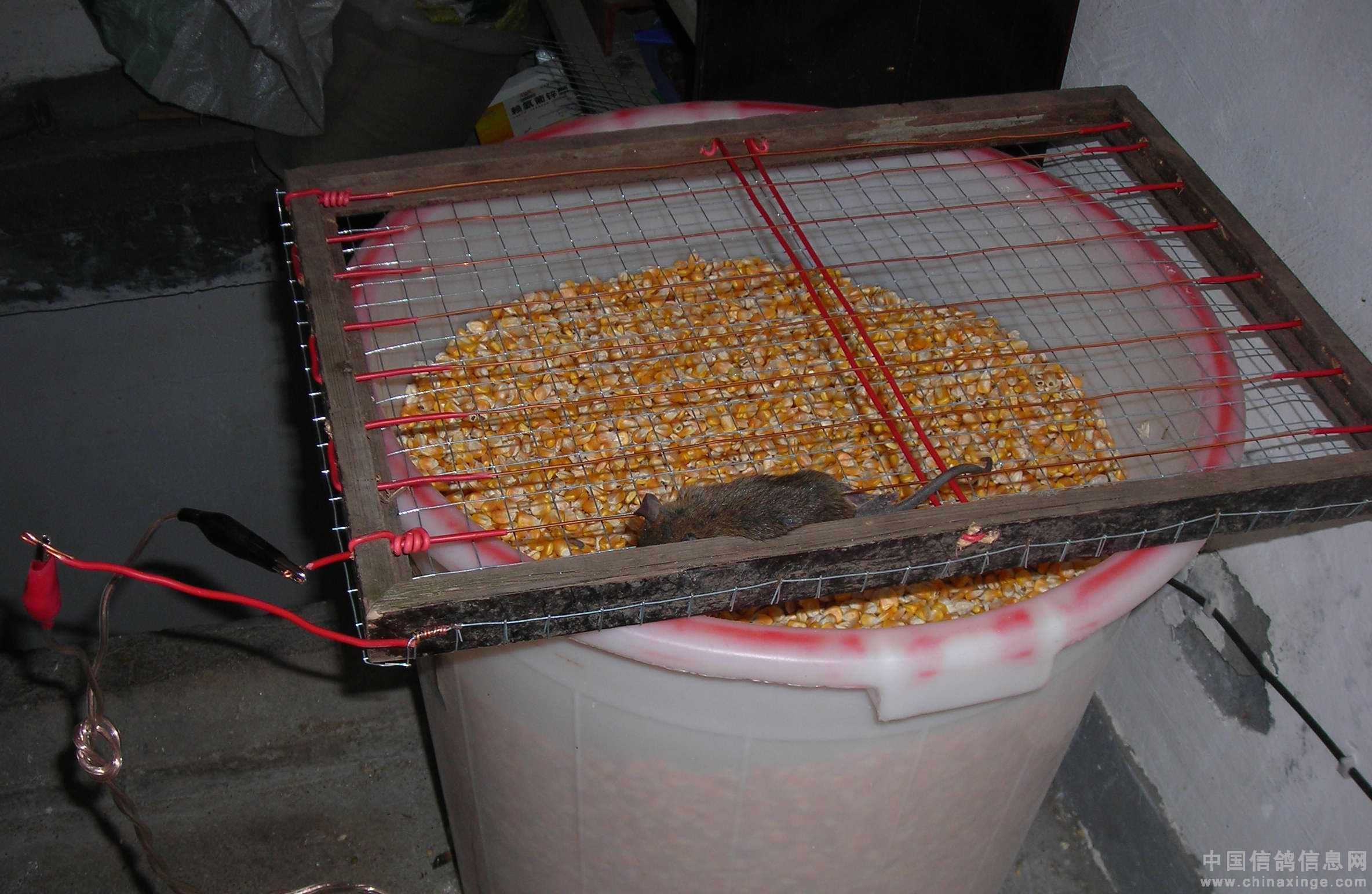 捕鼠器一制作完成,把它放在盛装玉米的塑料桶上,塑料桶里的玉米就是