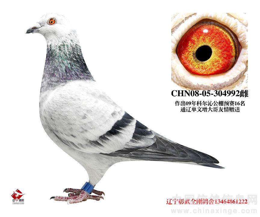 辽宁彰武全刚鸽舍