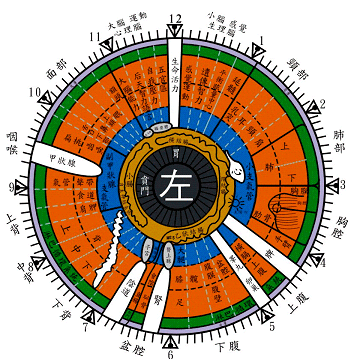 眼球反射区图解大全图片