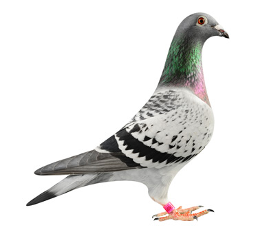 马歇尔·山格斯最新引进种鸽-破军-中国信鸽信息网 www.chinaxinge.