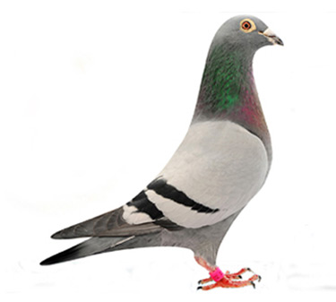 马歇尔·山格斯最新引进种鸽-破军-中国信鸽信息网 www.chinaxinge.