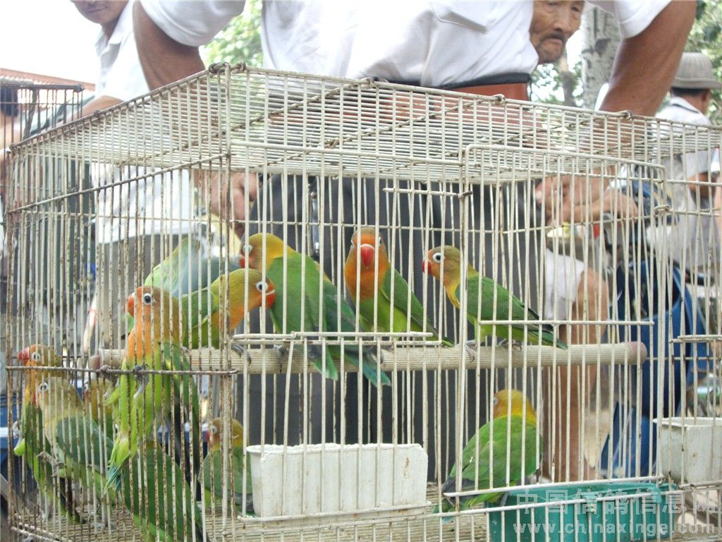 花鸟市场 鸟类图片