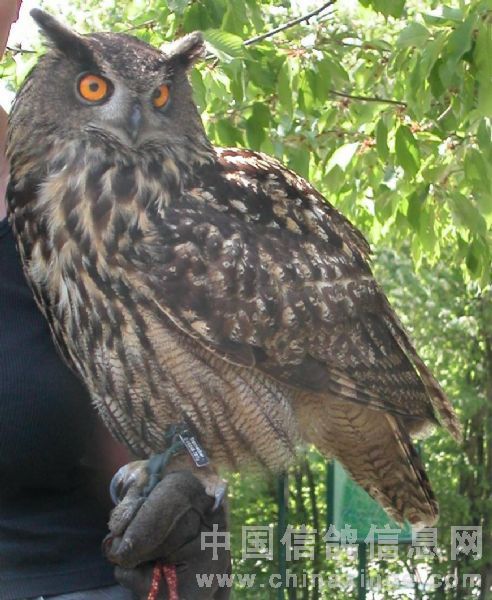 猫头鹰-世纪鸽业-中信网各地鸽舍