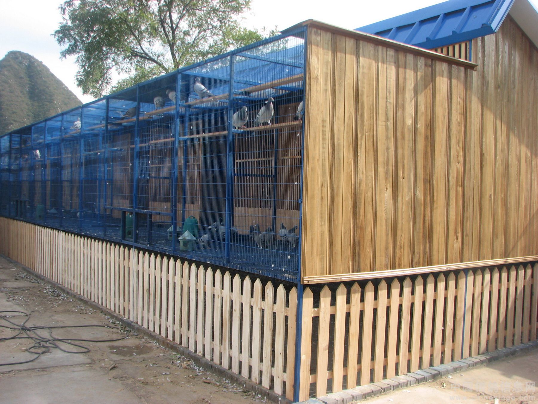 明月达-中信网各地鸽舍