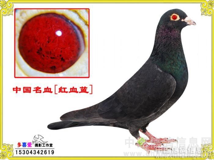 中国红血蓝鸽图片