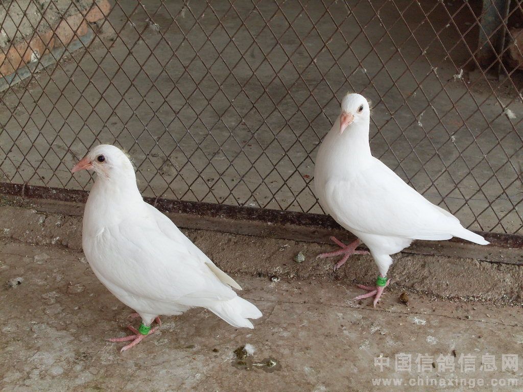 2011年春天出生的幼鸽展示 图-中国信鸽信息网 www.chinaxinge.com