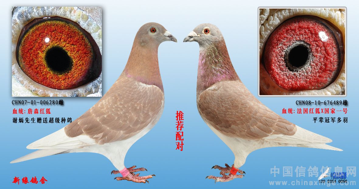 推荐配对-新缘鸽舍-中信网各地鸽舍