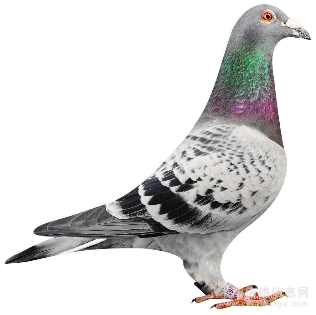 12年比利时金鸽奖冠军得主- 迪克,凡戴克